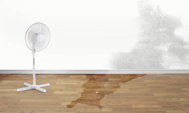 Best Carpet water damage restoration  in Long Lake, IL